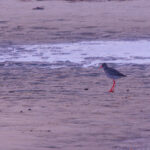 Common Redshank (Tringa totanus) walking across mudflats at Paljassaare Peninsula, Estonia with vivid red legs | Punajalg-tilder (Tringa totanus) jalutamas mudastel rannikutel Paljassaare poolsaarel, Eestis.