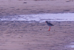 Common Redshank (Tringa totanus) walking across mudflats at Paljassaare Peninsula, Estonia with vivid red legs | Punajalg-tilder (Tringa totanus) jalutamas mudastel rannikutel Paljassaare poolsaarel, Eestis.