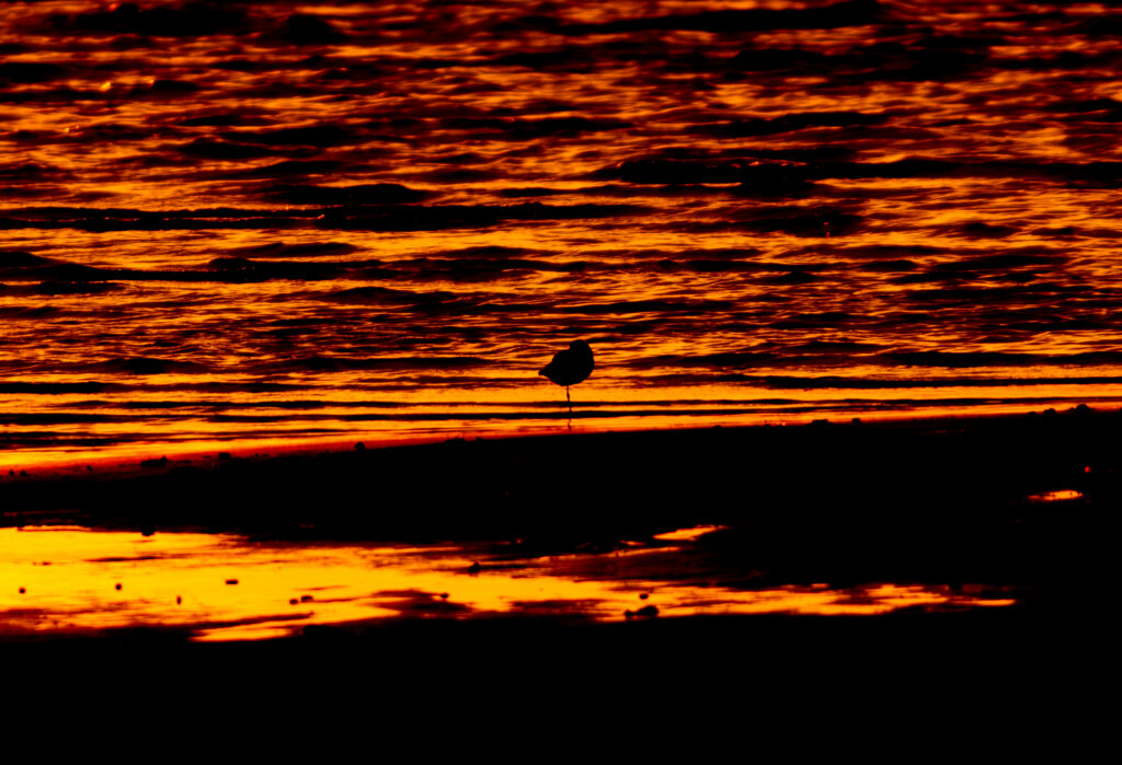 Silhouette of a wading bird against fiery sunset reflections on the Baltic Sea shore at Paljassaare Peninsula, Estonia | Siluett madalas vees seisvast rändlinnust tulipunase päikeseloojangu taustal Paljassaare poolsaarel, Eestis.