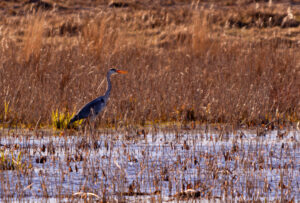 Wildlife photo from Estonia, February 2023, by Martin Marfeldt