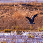 Hallhaigur Linnu Fotograafia Grey Heron Bird Wildlife Photography Paljassaare