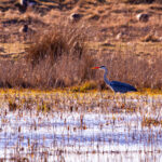 Hallhaigur Linnu Fotograafia Grey Heron Bird Wildlife Photography Paljassaare
