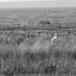 Linnu Fotograafia Bird Wildlife Photography Paljassaare