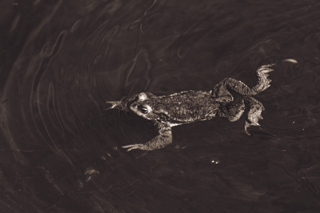 Frog Wildlife Photography Nature Photography Konn Loodusfotograafia