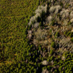 Drone photo of Estonian nature showing a winding river through dense forest, captured during a summer aerial photography session / Droonifoto Eesti loodusest, millel looklev jõgi voolab läbi tiheda metsa, jäädvustatud suvisel droonifotograafia sessioonil