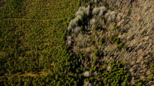 Drone photo of Estonian nature showing a winding river through dense forest, captured during a summer aerial photography session / Droonifoto Eesti loodusest, millel looklev jõgi voolab läbi tiheda metsa, jäädvustatud suvisel droonifotograafia sessioonil