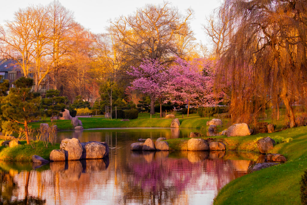 Sakura trees in full bloom during springtime in the Japanese Garden in Tallinn, captured in soft natural light as part of a nature photography series / Tallinnas asuva Jaapani aia täies õies sakurapuud kevadel, jäädvustatud pehme loodusliku valgusega loodusfotode sarja jaoks