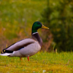 A duck resting by the calm water in natural Estonian surroundings, captured during golden hour nature photography / Part puhkamas vaikse vee ääres Eesti looduse rüpes, jäädvustatud kuldtunni loodusfotol