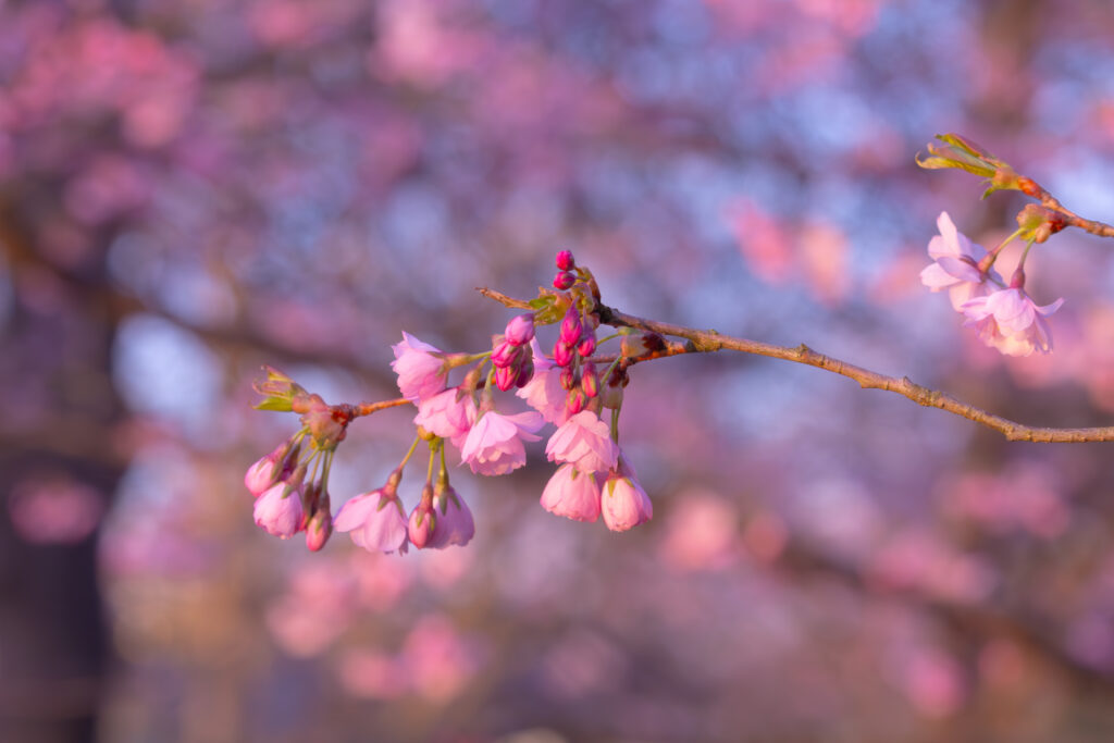 Nature photo from Estonia, March 2023, by Martin Marfeldt