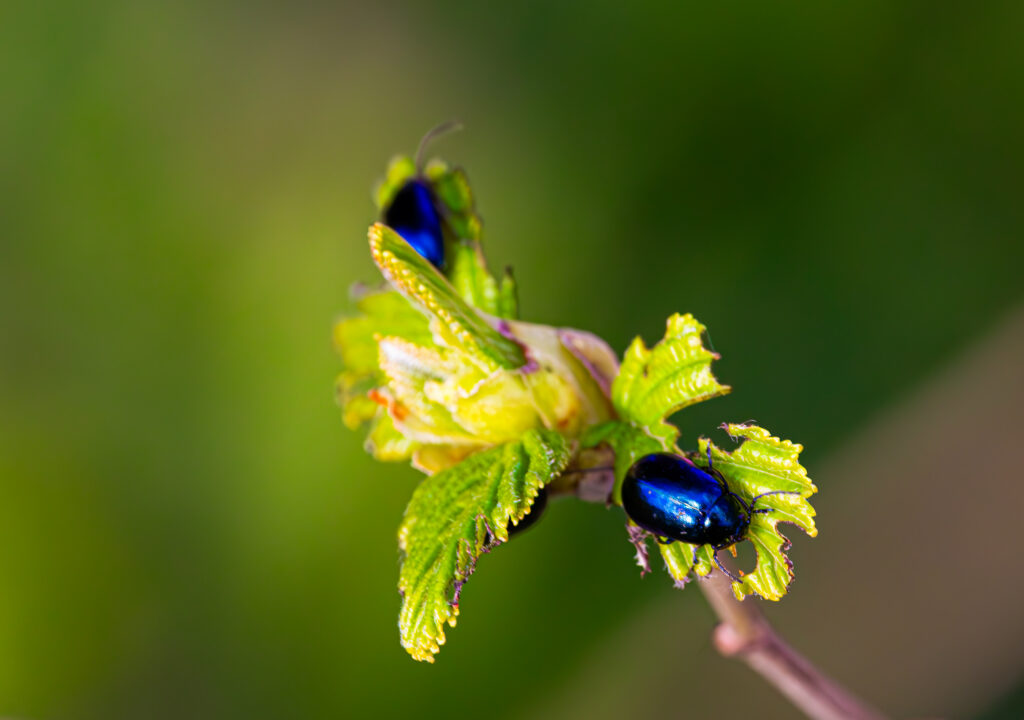 Close-up of bright blue bugs resting on branches, captured in the vibrant greenery of Estonian nature / Lähivõte erkkollastest sinistest putukatest, mis puhkavad okstelt, jäädvustatud elavas Eesti looduses