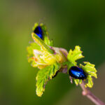 Close-up of bright blue bugs resting on branches, captured in the vibrant greenery of Estonian nature / Lähivõte erkkollastest sinistest putukatest, mis puhkavad okstelt, jäädvustatud elavas Eesti looduses