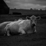 Black and white photo of a white cow standing in a field