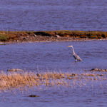 Grey Heron standing still by the water’s edge