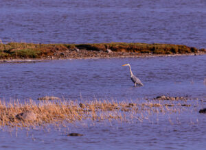 Grey Heron standing still by the water’s edge