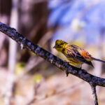 Yellowhammer bird perched on a branch / Kuldnokk oksal
