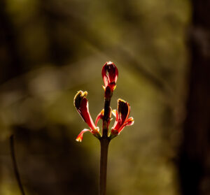 Close-up of a blooming flower in soft natural light