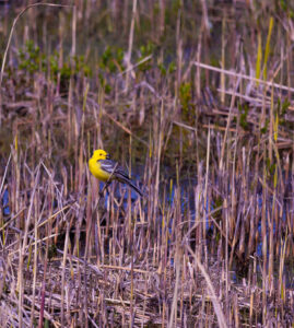 Western Yellow Wagtail perched on a branch / Lääne-kollane vihik oksal