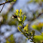 Bee in flight, wings blurred / Mesilane lennul, tiivad udus