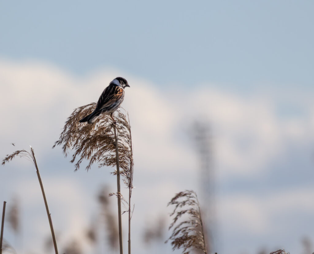 Male Reed Bunting perched on a branch / Isane rukkirääk oksal