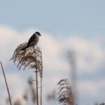 Male Reed Bunting perched on a branch / Isane rukkirääk oksal