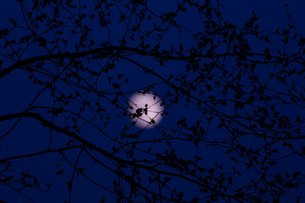 Moon glowing behind tree branches at night / Kuu paistmas öösel puuokste taga