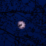 Moon glowing behind tree branches at night / Kuu paistmas öösel puuokste taga