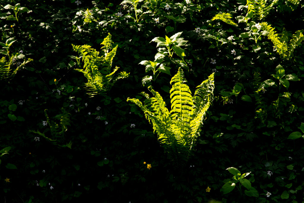 Forest ferns