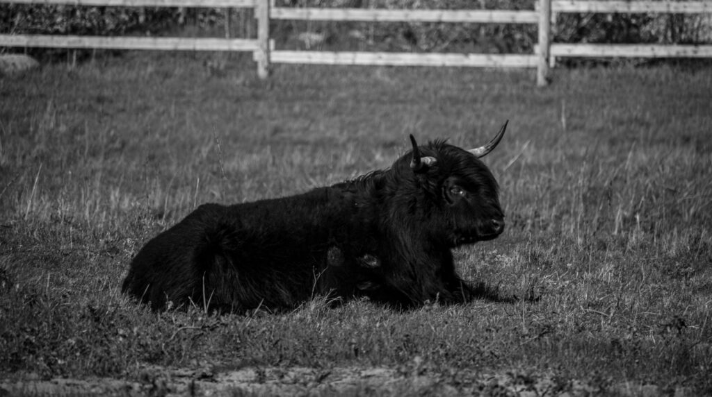 Cow standing in a grassy field / Lehm seisab rohumaal