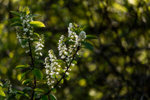 Close-up of white flowering buds on a branch / Lähivõte valgetest õitsevatest pungadest oksal