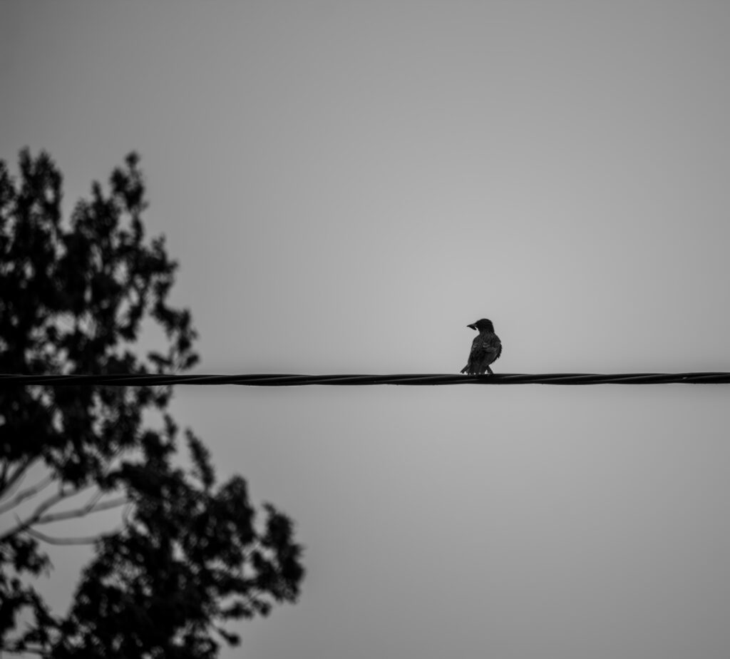Üksik lind istumas elektrijuhtme otsas / Lone bird perched on a power line