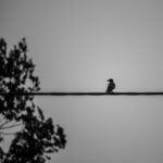 Üksik lind istumas elektrijuhtme otsas / Lone bird perched on a power line