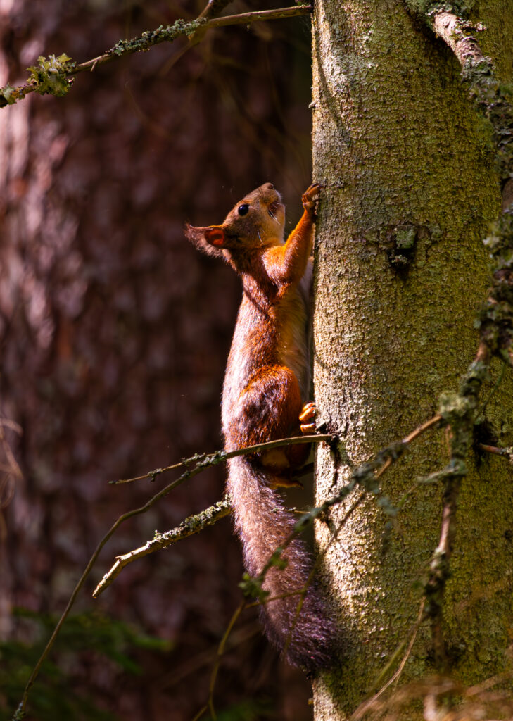 Orav Taevaskoja rohelises metsas oksal / Squirrel on a branch in the green forest of Taevaskoda