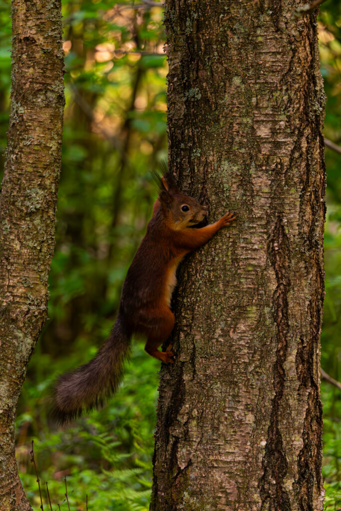 Orav Taevaskoja rohelises metsas oksal / Squirrel on a branch in the green forest of Taevaskoda