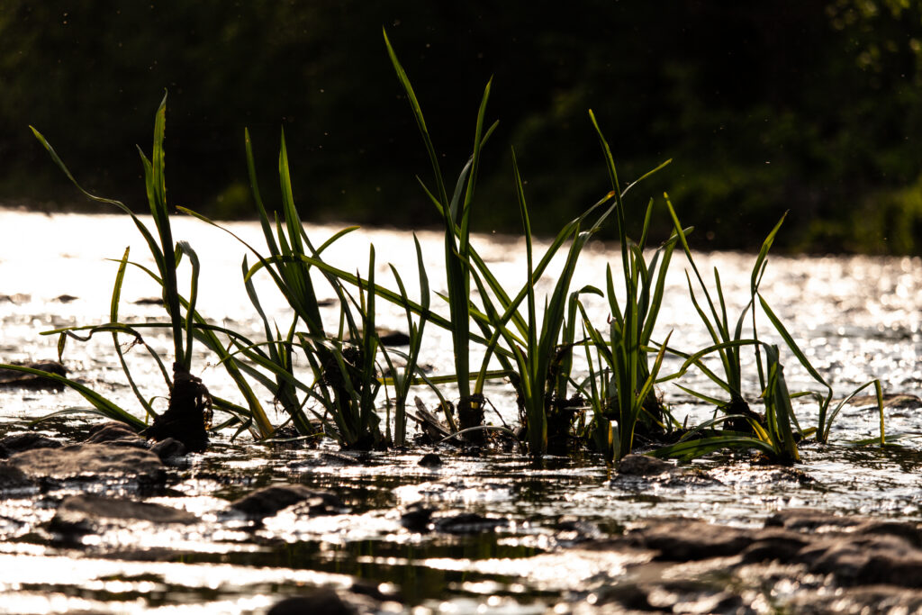 English: Close-up of green river reeds or tall grass growing in shallow, shimmering water with a dark, blurred background. Estonian: Lähivõte rohelistest jõe pilliroogudest või kõrgest rohust, mis kasvavad madalas, sillerdavas vees tumeda, udune taustaga.