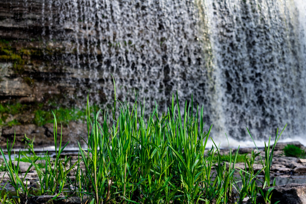 English: Close-up of green river reeds or tall grass growing in shallow, shimmering water with a dark, blurred background. Estonian: Lähivõte rohelistest jõe pilliroogudest või kõrgest rohust, mis kasvavad madalas, sillerdavas vees tumeda, udune taustaga.