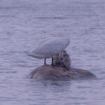 A majestic mute swan gracefully swims with two fluffy grey cygnets in calm water, partially obscured by a natural rock. Majesteetlik kühmnokk-luik ujub graatsiliselt kahe koheva halli luige pojaga rahulikus vees, osaliselt varjatud loodusliku kiviga.
