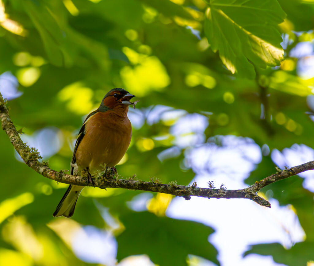 English: A colorful Common Chaffinch with a blue-grey head and reddish breast perches on a mossy branch, holding a small insect in its open beak, surrounded by green leaves. Estonian: Värviline harilik metsvint sinakashalli pea ja punaka rinnaga istub sammaldunud oksal, hoides lahtises nokas väikest putukat, ümbritsetuna roheliste lehtedega