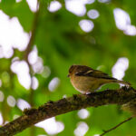 English: A small bird, likely a female or juvenile chaffinch, with muted brown and yellow plumage and striped wings, perches on a mossy branch surrounded by blurred green foliage and dappled sunlight. Estonian: Väike lind, tõenäoliselt emane või noor metsvint, tagasihoidlikult pruunikaskollase sulestiku ja triibuliste tiibadega, istub samblaga kaetud oksal uduste roheliste lehtede ja laigulise päikesevalguse keskel.