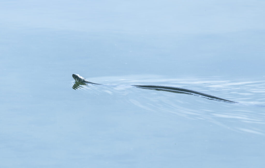 Wildlife photo from Estonia, May 2023, by Martin Marfeldt