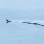 Wildlife photo from Estonia, May 2023, by Martin Marfeldt