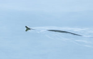 Wildlife photo from Estonia, May 2023, by Martin Marfeldt