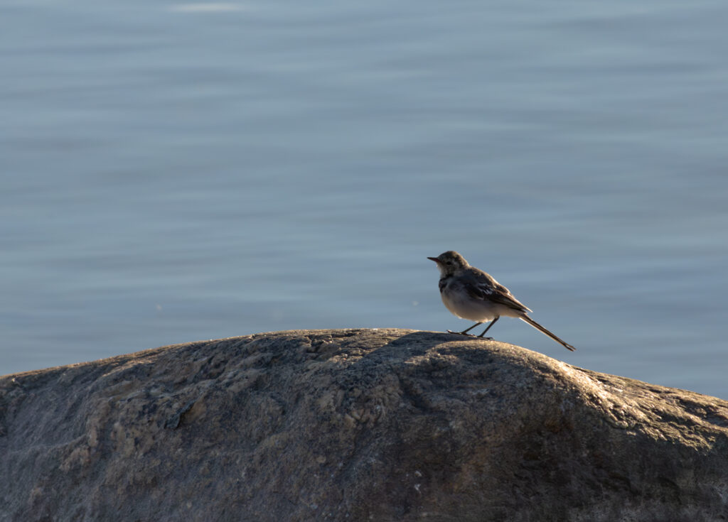 Wildlife photo from Estonia, July 2023, by Martin Marfeldt