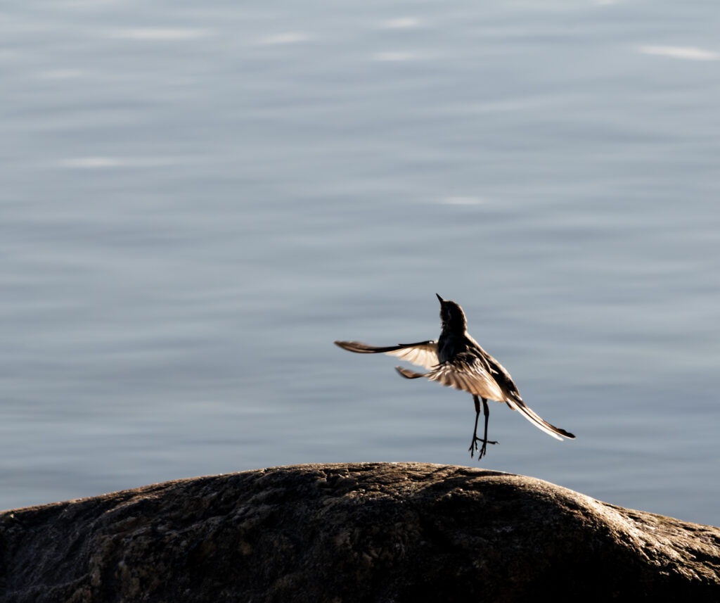 Wildlife photo from Estonia, July 2023, by Martin Marfeldt