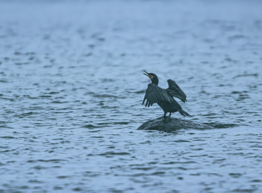 Wildlife photo from Estonia, July 2023, by Martin Marfeldt