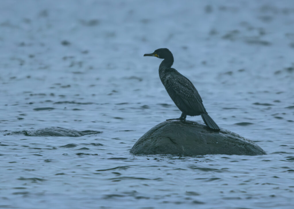 Wildlife photo from Estonia, July 2023, by Martin Marfeldt