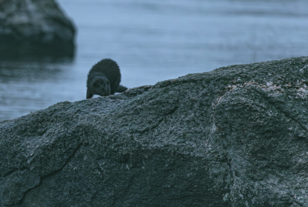 Wildlife photo from Estonia, July 2023, by Martin Marfeldt