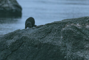 Wildlife photo from Estonia, July 2023, by Martin Marfeldt