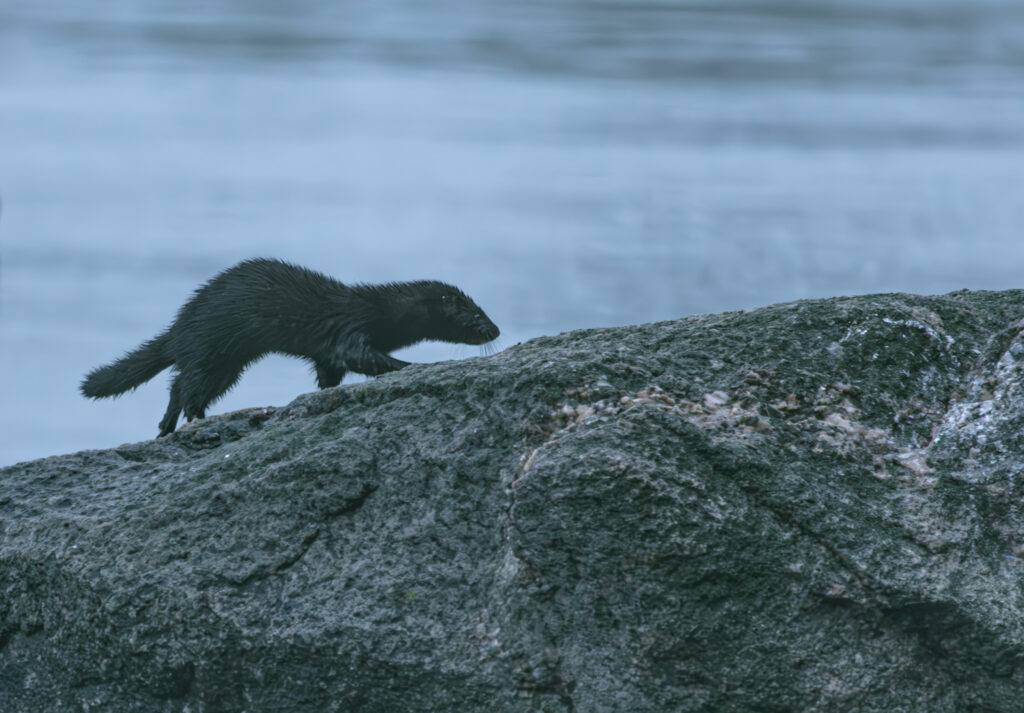 Wildlife photo from Estonia, July 2023, by Martin Marfeldt