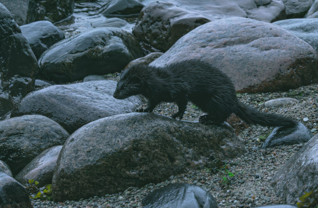 Wildlife photo from Estonia, July 2023, by Martin Marfeldt