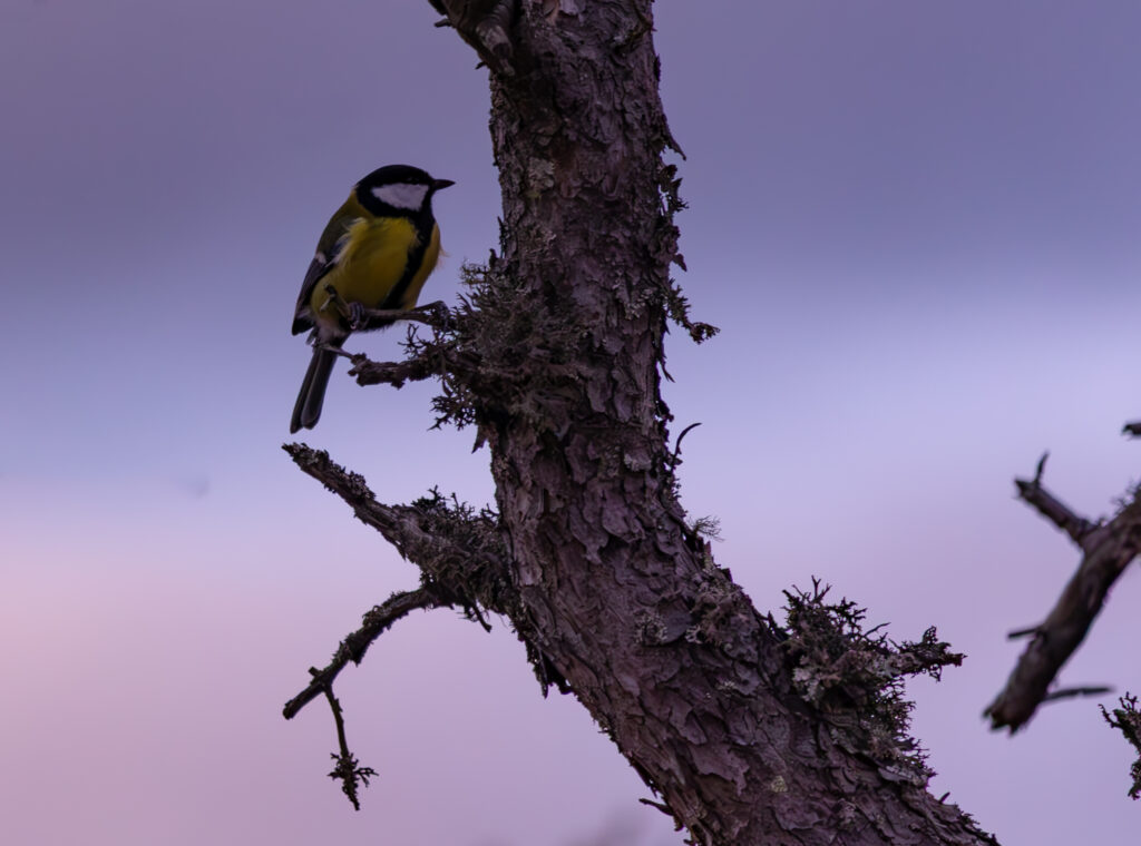 Wildlife photo from Estonia, August 2023, by Martin Marfeldt